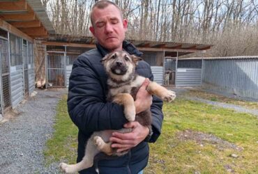 чоловік, пес, вольєри