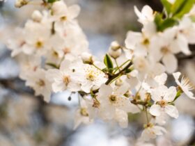 весна на Закарпатті