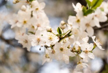 весна на Закарпатті