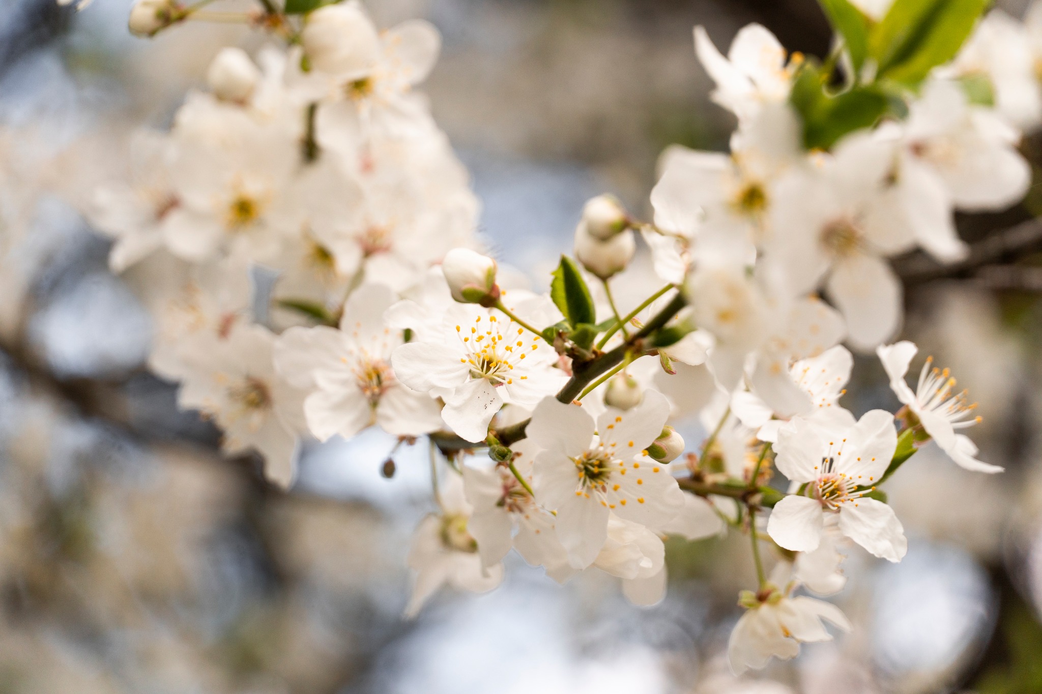 весна на Закарпатті