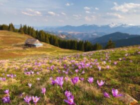 поле, квіти, гори, ліс, небо