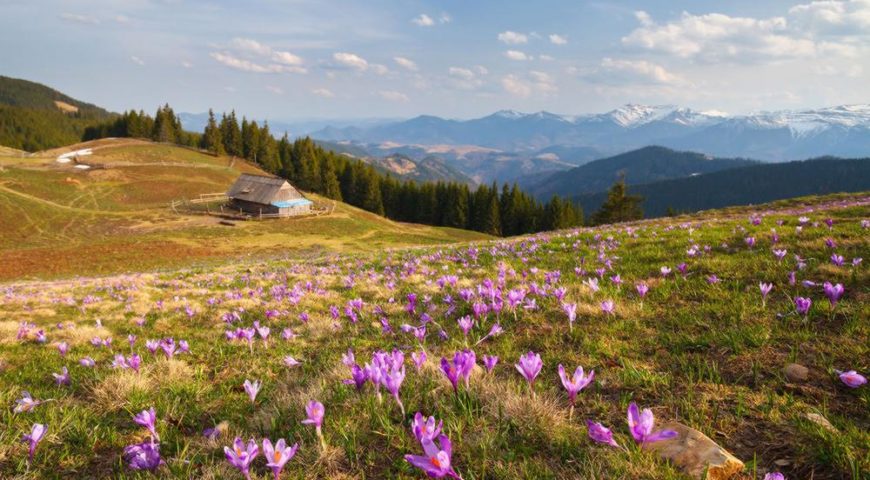 поле, квіти, гори, ліс, небо