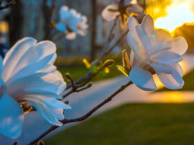 тепло весна