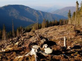 вирубку лісів