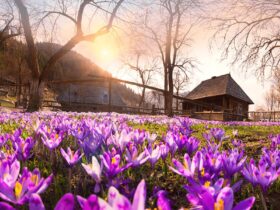 весна закарпаття