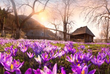 весна закарпаття