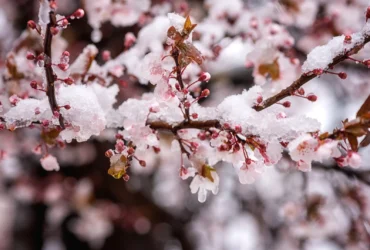 квіти мороз погода