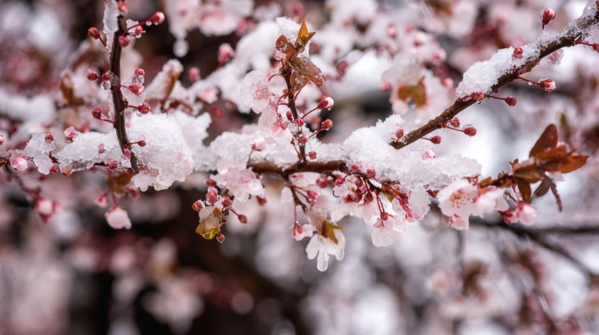 квіти мороз погода