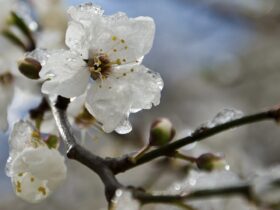 весна заморозки