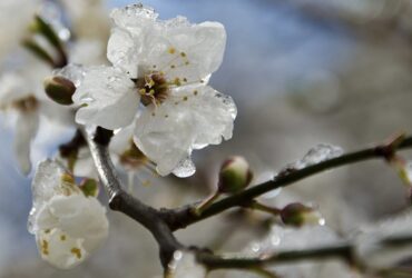 весна заморозки