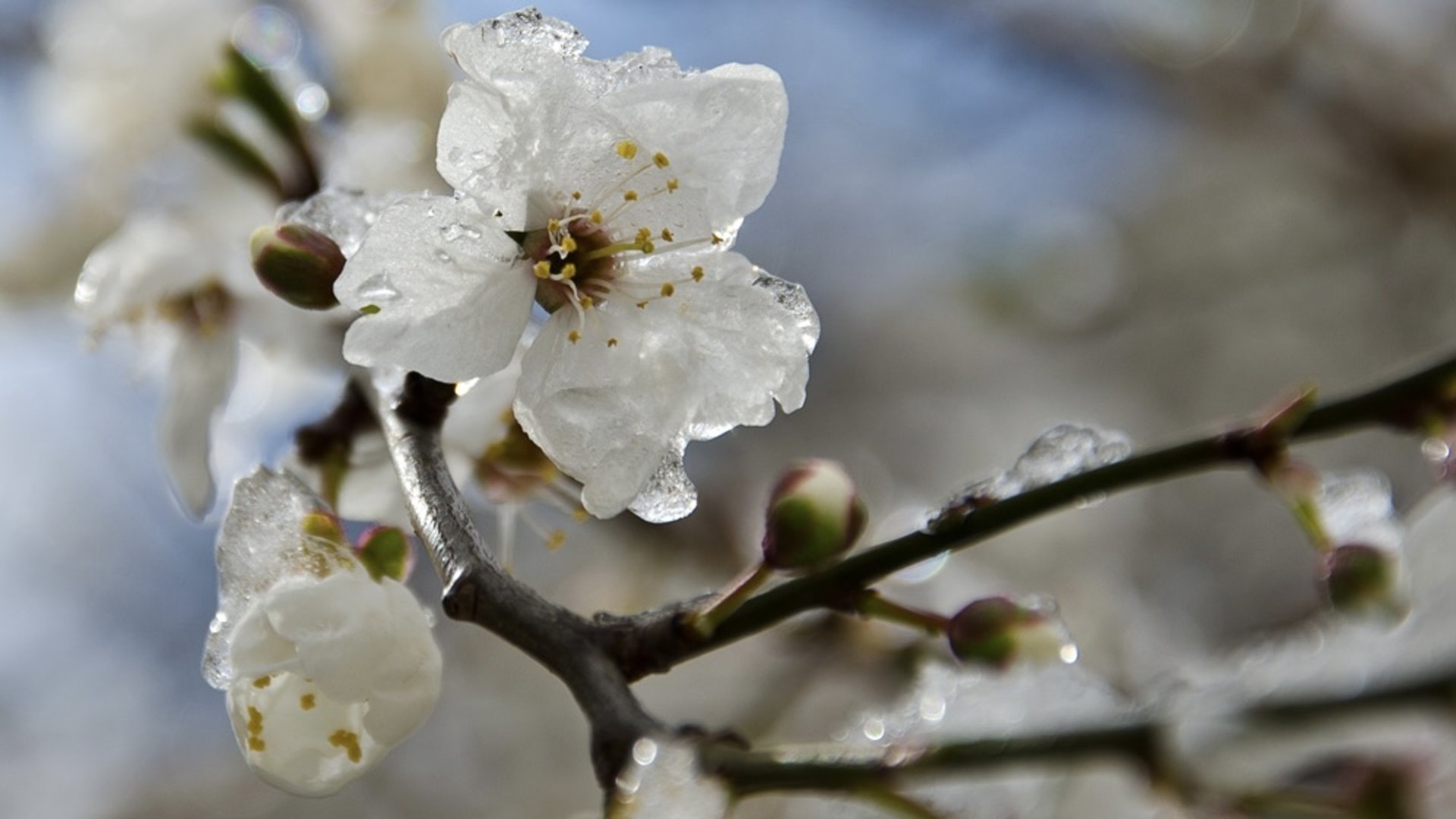 весна заморозки