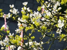 весна прогноз погоди на Закарпатті