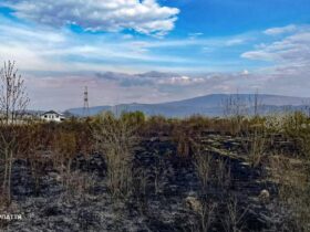 підпал сухостою