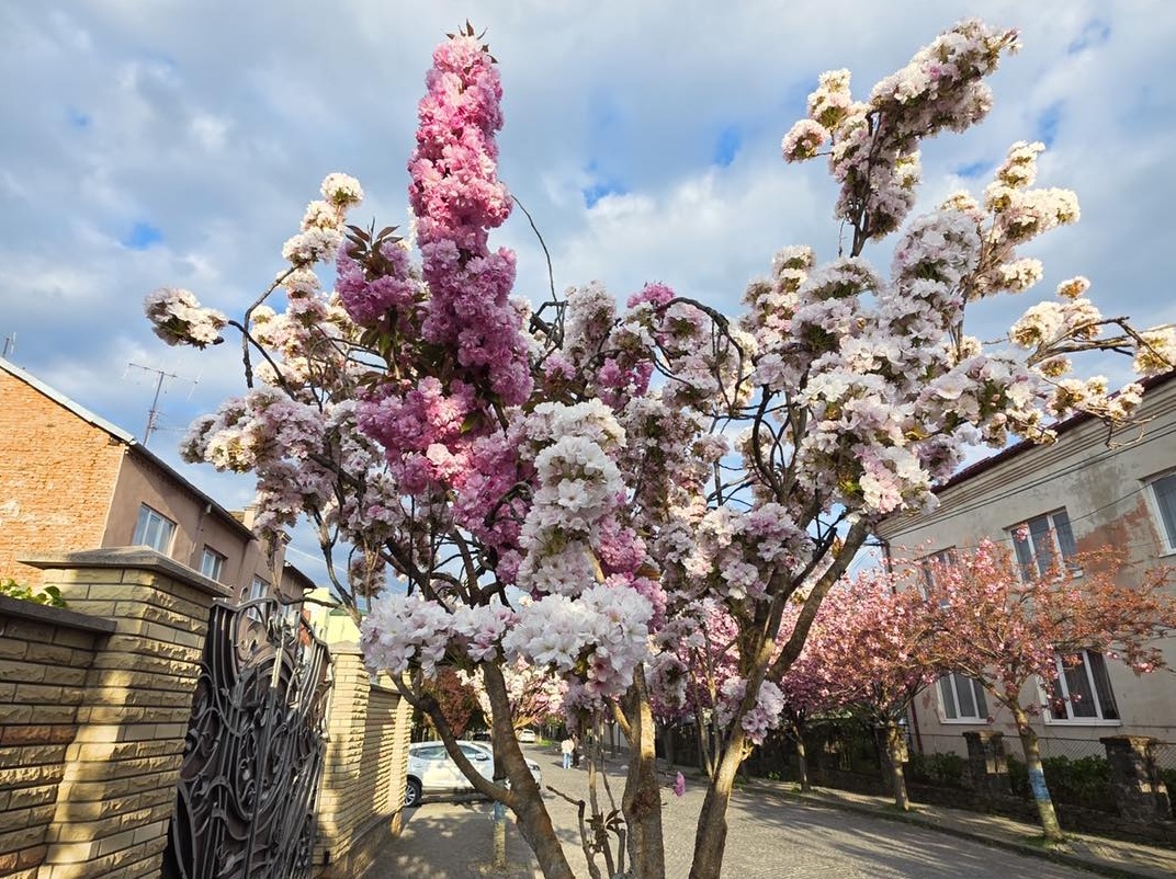 У Мукачеві зацвіла унікальна двоколірна сакура