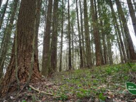 дерева, трава, ліс