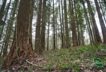 дерева, трава, ліс