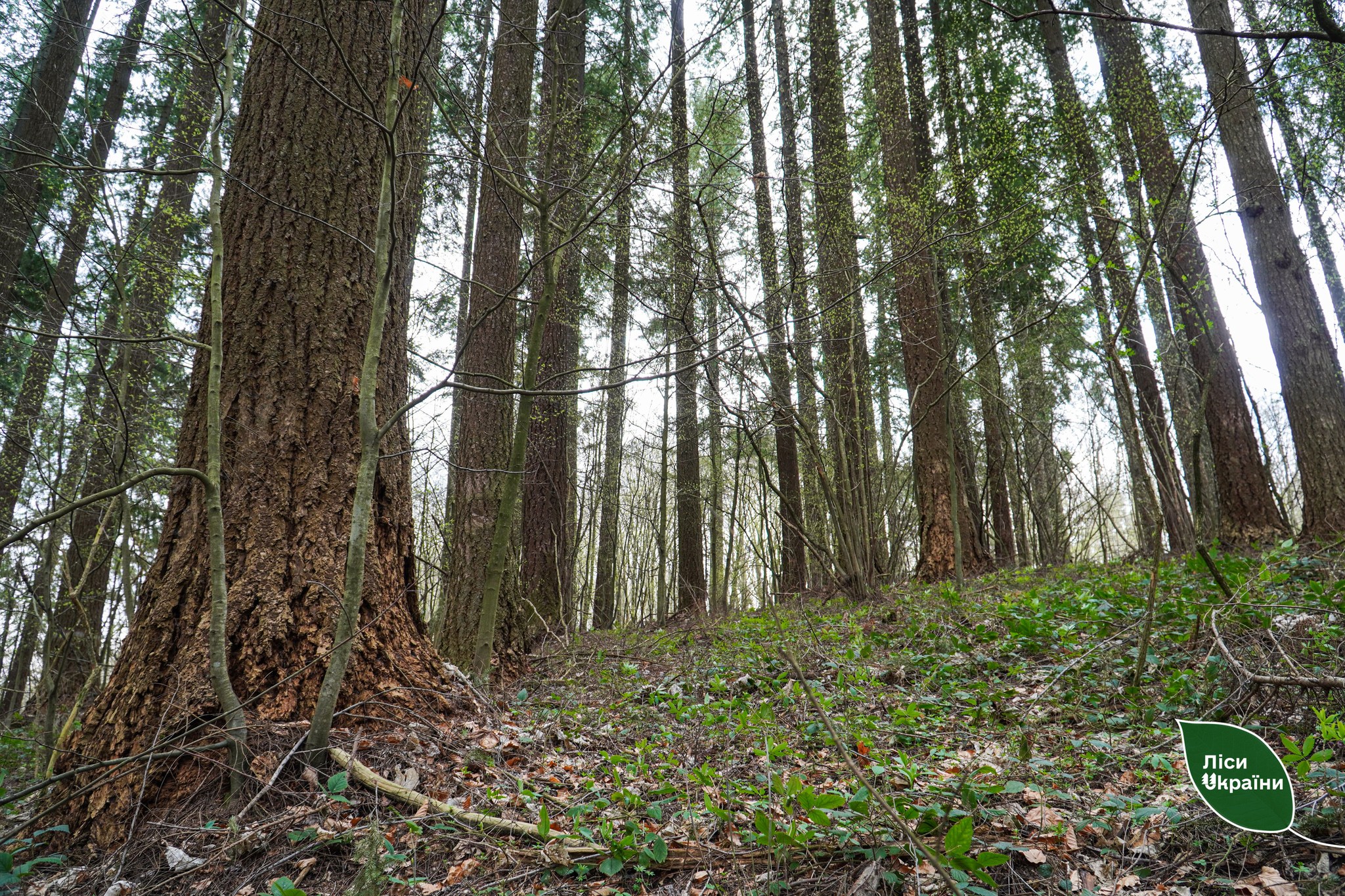 дерева, трава, ліс