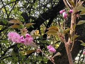 дерево, квіти