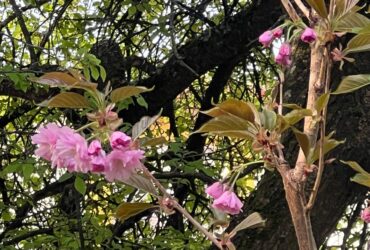 дерево, квіти