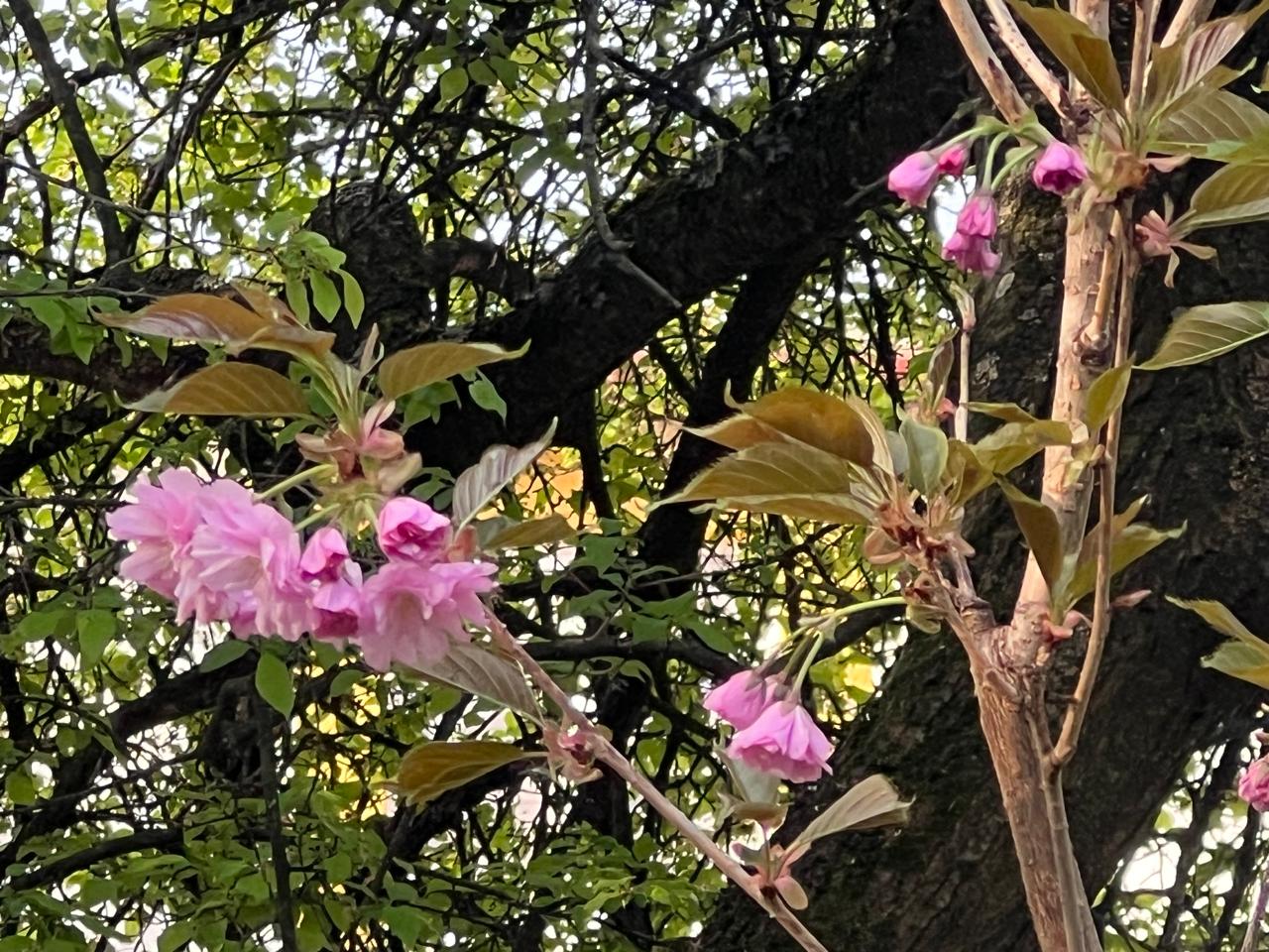 дерево, квіти