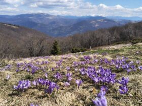квіти, гори, ліс, небо