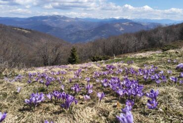 квіти, гори, ліс, небо