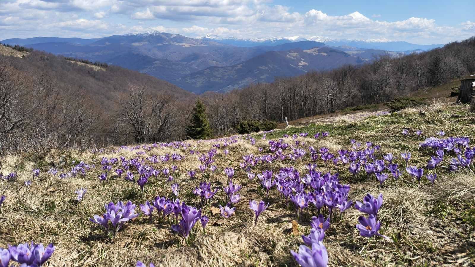 квіти, гори, ліс, небо