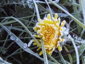 заморозки на поверхні ґрунту на Закарпатті