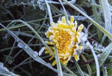 заморозки на поверхні ґрунту на Закарпатті