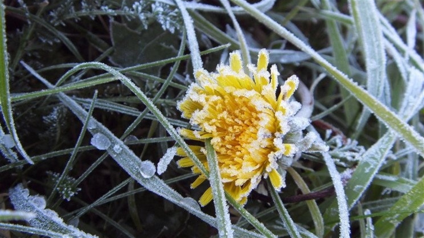 заморозки на поверхні ґрунту на Закарпатті