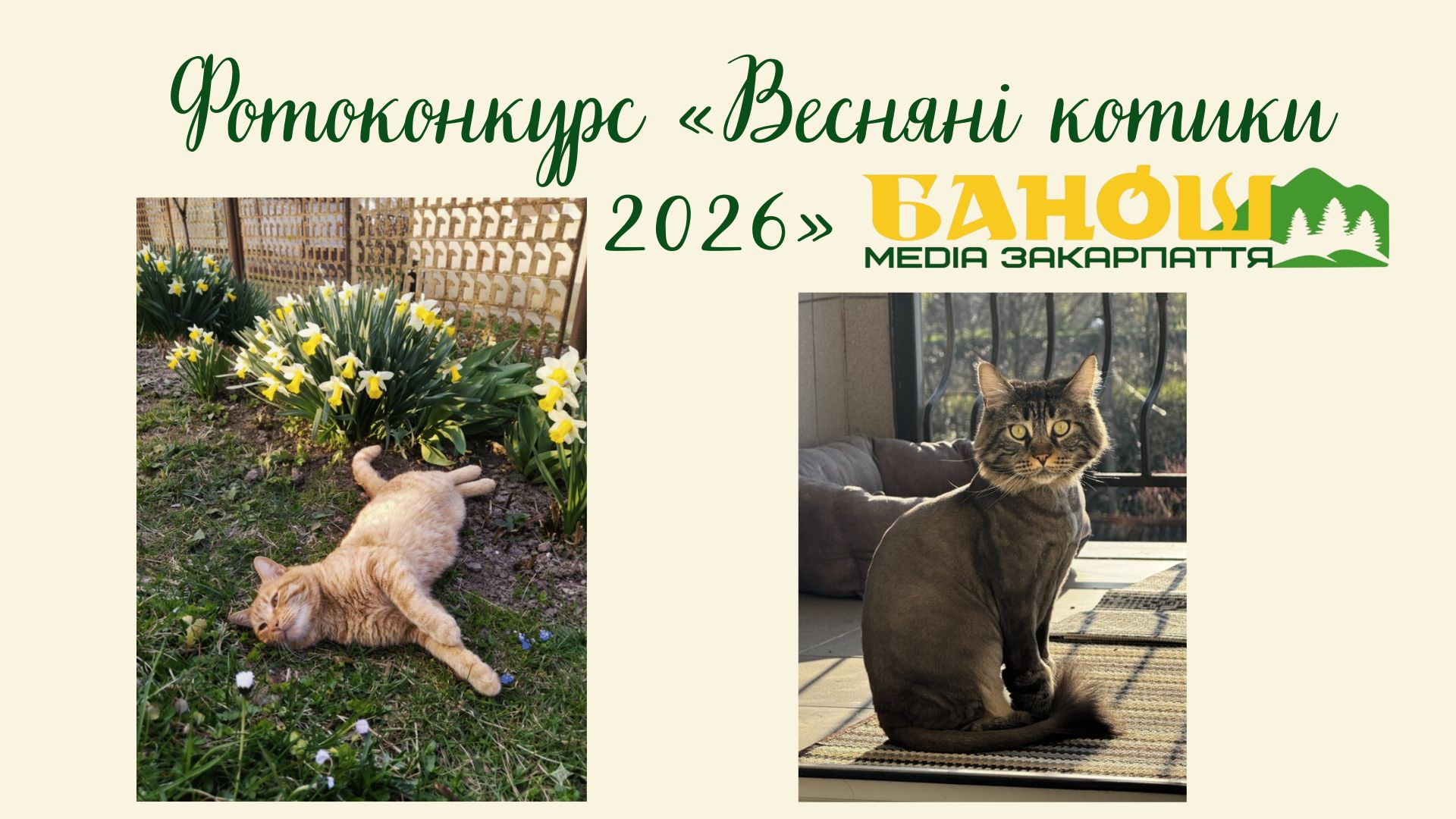 Фотоконкурс «Весняні котики 2026» від медіа «Банош» триває