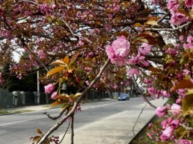 вулиця, дерево, квіти