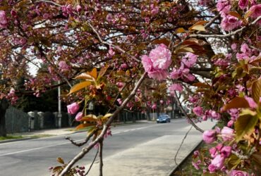 вулиця, дерево, квіти