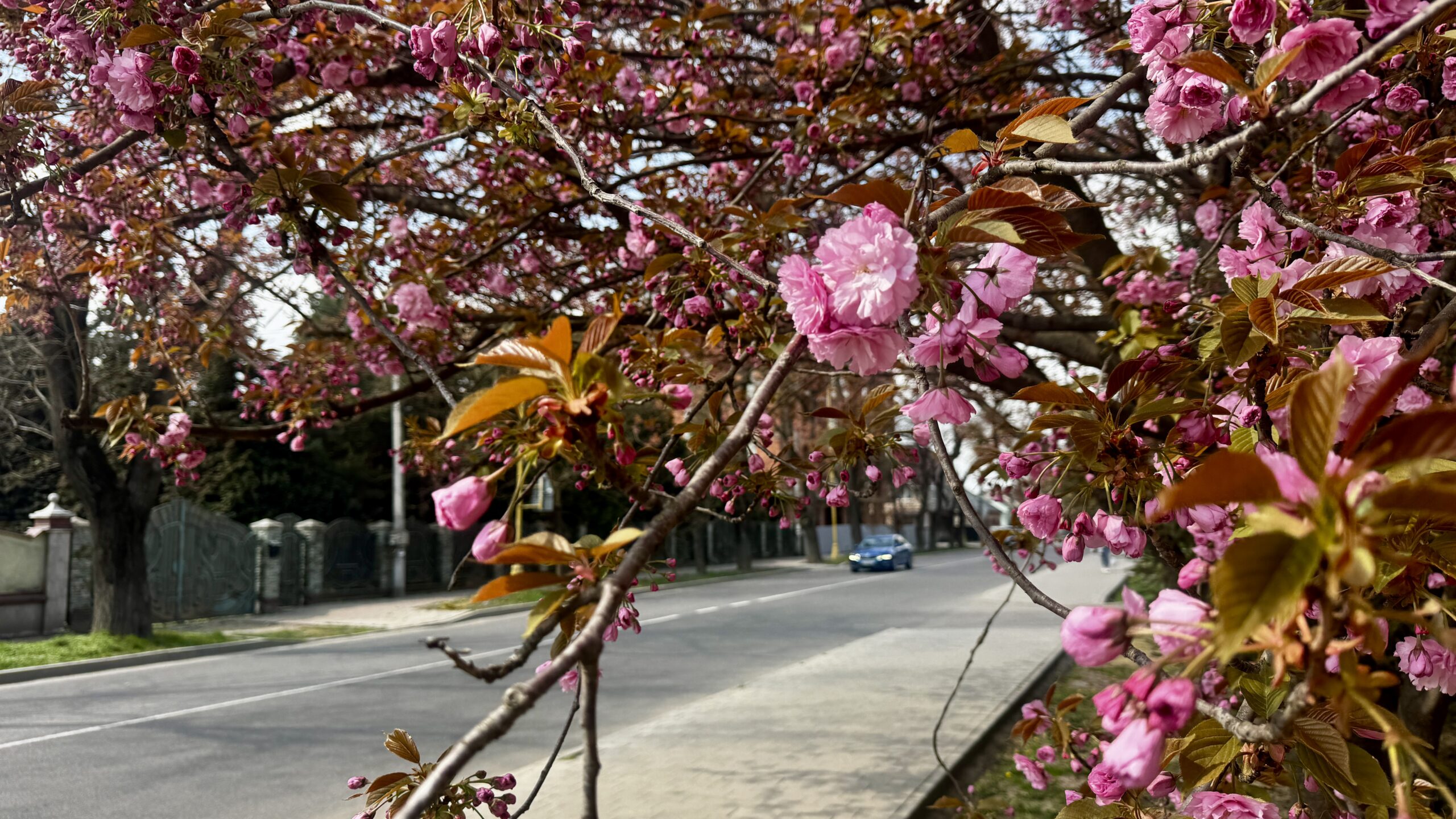 вулиця, дерево, квіти