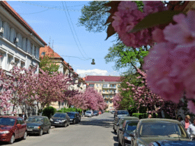 вулиця, квіти, автівки, дорога