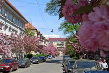 вулиця, квіти, автівки, дорога