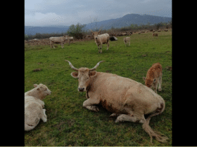 корови, трава