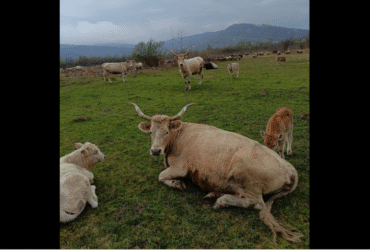 корови, трава