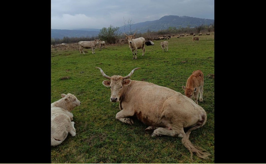 корови, трава