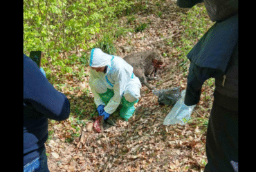 люди, ліс, галявина