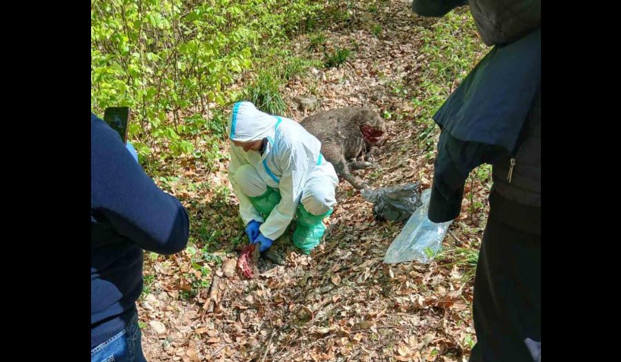 люди, ліс, галявина