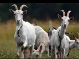 кози, трава