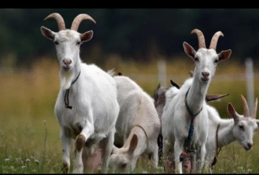 кози, трава