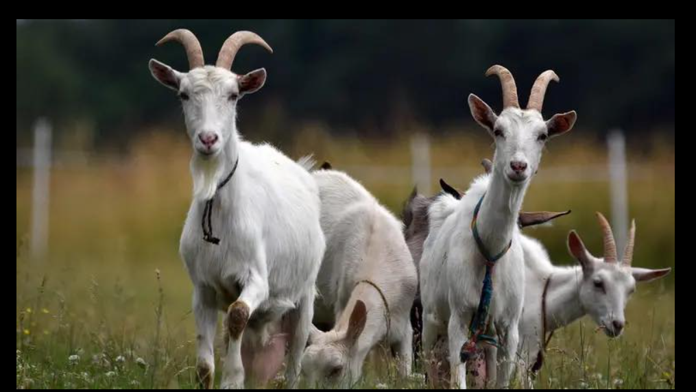 кози, трава