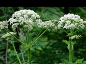 рослини, квіти