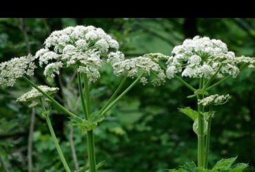 рослини, квіти