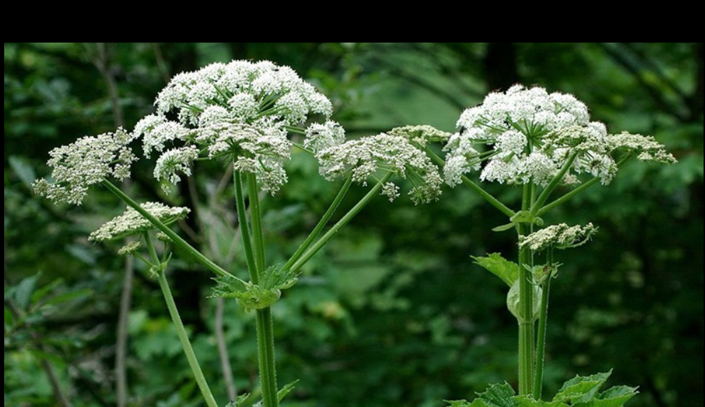 рослини, квіти