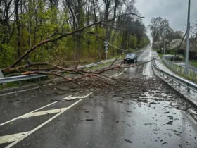 дорога, дерева