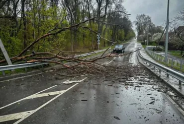 дорога, дерева