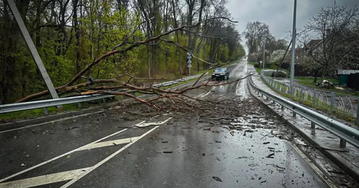 дорога, дерева